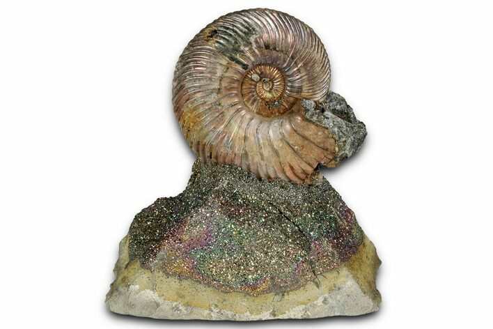Iridescent, Pyritized Ammonite (Quenstedticeras) Fossil Display #353761